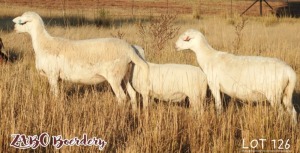 2+1X GEKEUR MEATMASTER EWE ZABO BOERDERY / CHRISTIAN VON WIELLIGH