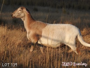 1X GEKEUR MEATMASTER EWE ZABO BOERDERY / CHRISTIAN VON WIELLIGH