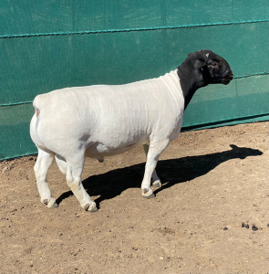 LOT 10 1 X DORPER RAM LEROY PHILLIPS DORPERS STOET/STUD