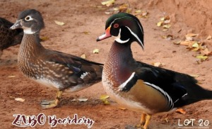 2X DUCKS M+F ZABO BOERDERY / CHRISTIAN VON WIELLIGH (Pay per Animal)