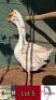2X GEESE M+F MOHIMBA BOERDERY / JOHNNY MORRISON (Pay per Animal)