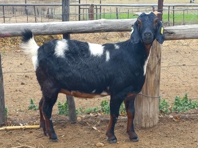 1X STUD REGISTERED CAPE LOB EAR DOE GELYKFONTEIN / SCHALK & MARENE VAN DER WALT