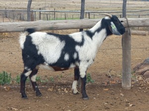 1X STUD REGISTERED CAPE LOB EAR DOE GELYKFONTEIN / SCHALK & MARENE VAN DER WALT