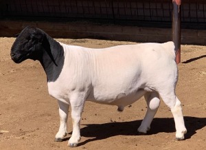 LOT 20 1 X DORPER RAM KOWIE DE WITT DORPERS T5