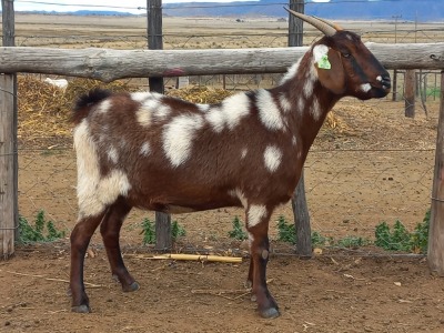 1X STUD REGISTERED CAPE LOB EAR DOE GELYKFONTEIN / SCHALK & MARENE VAN DER WALT