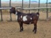 1X STUD REGISTERED CAPE LOB EAR DOE GELYKFONTEIN / SCHALK & MARENE VAN DER WALT - 2