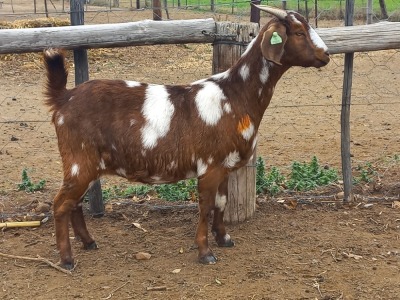 1X STUD REGISTERED CAPE LOB EAR DOE GELYKFONTEIN / SCHALK & MARENE VAN DER WALT