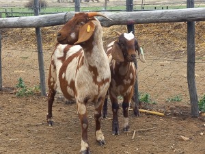 1+1X STUD REGISTERED CAPE LOB EAR DOE GELYKFONTEIN / SCHALK & MARENE VAN DER WALT