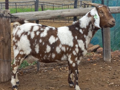 1X STUD REGISTERED CAPE LOB EAR DOE GELYKFONTEIN / SCHALK & MARENE VAN DER WALT