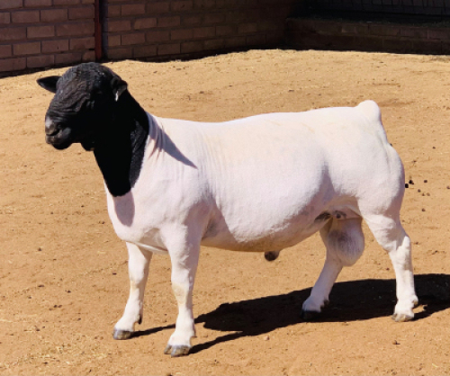 LOT 21 1 X DORPER RAM KOWIE DE WITT DORPERS STOET