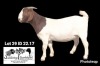 1X BOER GOAT FLOCK DOE Soetdorings Boerbokstoet