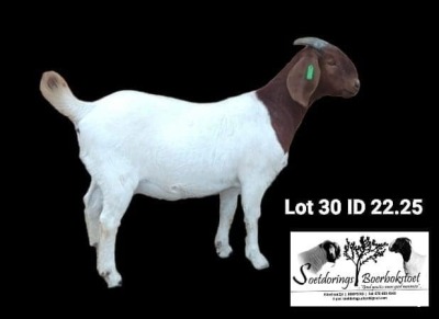 1X BOER GOAT STUD DOE Soetdorings Boerbokstoet