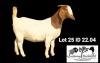 1X BOER GOAT STUD DOE Soetdorings Boerbokstoet