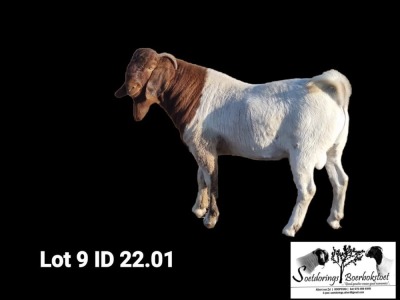 1X BOER GOAT FLOCK BUCK Soetdorings Boerbokstoet