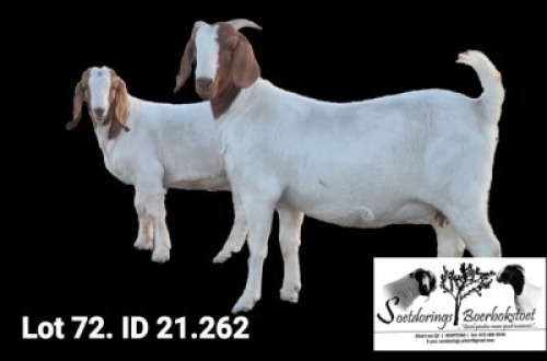1+1X BOER GOAT Pregnant FLOCK DOE Soetdorings Boerbokstoet