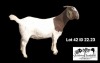 1X BOER GOAT FLOCK DOE Soetdorings Boerbokstoet