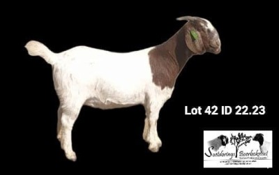 1X BOER GOAT FLOCK DOE Soetdorings Boerbokstoet