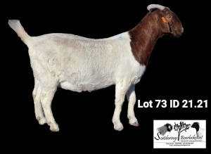 1X BOER GOAT FLOCK DOE Soetdorings Boerbokstoet