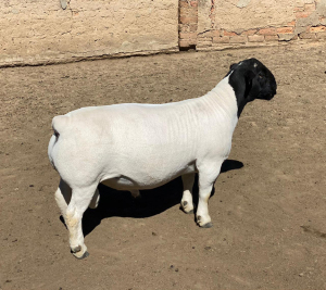 LOT 23 1 X DORPER RAM LEROY PHILLIPS DORPERS KUDDE/FLOCK