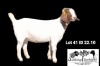 1X BOER GOAT STUD DOE Soetdorings Boerbokstoet