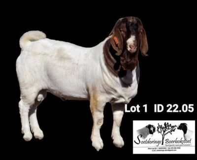 1X BOER GOAT FLOCK BUCK Soetdorings Boerbokstoet