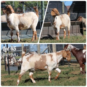 1X STUD GRADED CAPE LOB EAR DOE BBB IVG - EON & CHARISSA DE JAGER