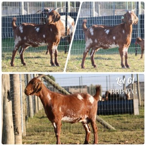 1+2X STUD GRADED CAPE LOB EAR DOE BBB IVG - EON & CHARISSA DE JAGER