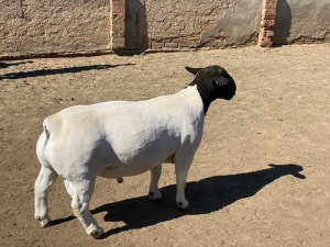 LOT 25 1 X DORPER RAM LEROY PHILLIPS DORPERS KUDDE/FLOCK