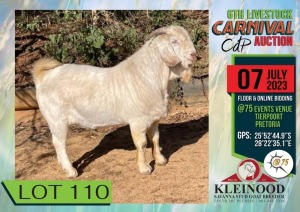 1X FLOCK SAVANNA BUCK KLEINNOOD / LOUIS DU PLESSIS