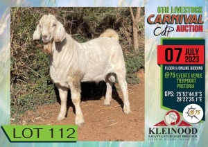 1X FLOCK SAVANNA BUCK KLEINNOOD / LOUIS DU PLESSIS