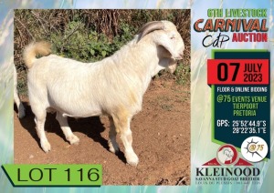 1X FLOCK SAVANNA BUCK KLEINNOOD / LOUIS DU PLESSIS