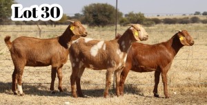 3X UNGRADED CAPE LOB EAR DOE XANDORR / ALEXANDER BISSITT (Pay per Animal)