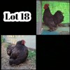 2X CHICKENS M+F XANDORR / ALEXANDER BISSITT (Pay per Animal)