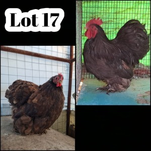 2X CHICKENS M+F XANDORR / ALEXANDER BISSITT (Pay per Animal)