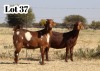 2X STUD GRADED
COMMERCIAL CAPE LOB EAR DOE XANDORR / ALEXANDER BISSITT (Pay per Animal)