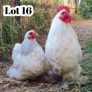 2X CHICKENS M+F XANDORR / ALEXANDER BISSITT (Pay per Animal)