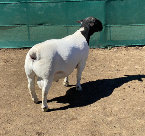 LOT 24 1 X DORPER RAM LEROY PHILLIPS DORPERS KUDDE/FLOCK
