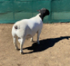 LOT 24 1 X DORPER RAM LEROY PHILLIPS DORPERS KUDDE/FLOCK