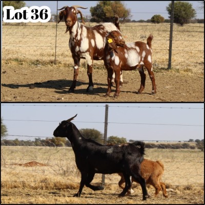 2X FLOCK
COMMERCIAL CAPE LOB EAR DOE XANDORR / ALEXANDER BISSITT (Pay per Animal)