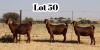 3X STUD GRADED CAPE LOB EAR DOE XANDORR / ALEXANDER BISSITT (Pay per Animal)