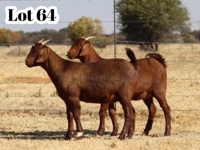 2X STUD GRADED CAPE LOB EAR DOE XANDORR / ALEXANDER BISSITT (Pay per Animal)