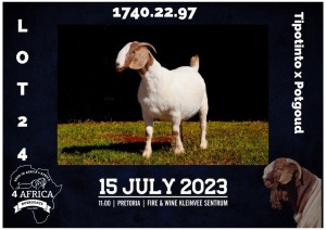 1X BOER GOAT STUD DOE MILAMIEK BOERBOKSTOET