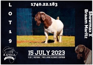 1X BOER GOAT STUD BUCK MILAMIEK BOERBOKSTOET