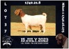 1X BOER GOAT STUD DOE MILAMIEK BOERBOKSTOET