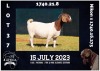 1X BOER GOAT STUD DOE MILAMIEK BOERBOKSTOET - 2