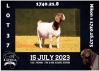 1X BOER GOAT STUD DOE MILAMIEK BOERBOKSTOET - 3