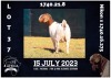 1X BOER GOAT STUD DOE MILAMIEK BOERBOKSTOET - 4