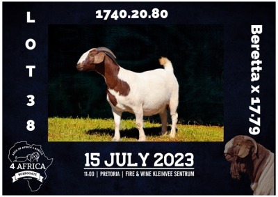 1+1X BOER GOAT FLOCK DOE MILAMIEK BOERBOKSTOET