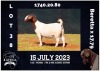 1+1X BOER GOAT FLOCK DOE MILAMIEK BOERBOKSTOET - 2