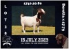 1+1X BOER GOAT FLOCK DOE MILAMIEK BOERBOKSTOET - 3